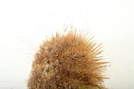 Image result for Strongylocentrotus droebachiensis