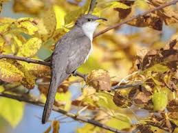 Image result for Coccyzus americanus