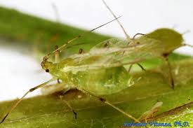 Attēlu rezultāti vaicājumam “Acyrthosiphon”