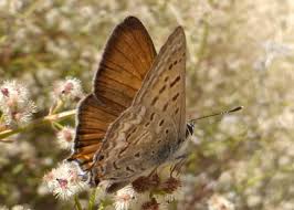 Attēlu rezultāti vaicājumam “Lycogala sphaeroconicum young”
