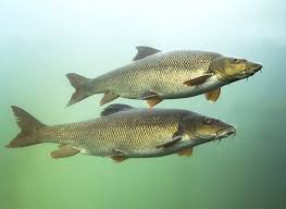 Image result for vissen