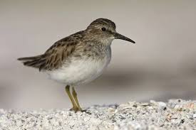 Image result for Calidris minutilla