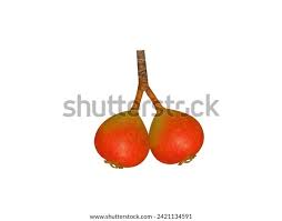 Attēlu rezultāti vaicājumam “Pyrus pyraster fruit”