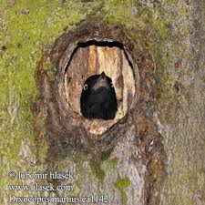 Attēlu rezultāti vaicājumam “Dryocopus martius nest”