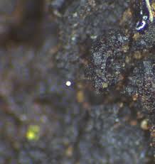 Attēlu rezultāti vaicājumam “Enerthenema papillatum stalked”