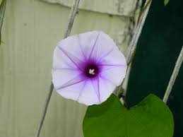 Image result for Ipomoea Lavender