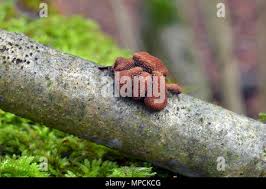 Attēlu rezultāti vaicājumam “Encoelia furfuracea”