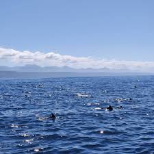 Image result for Chrysoblephus cristiceps