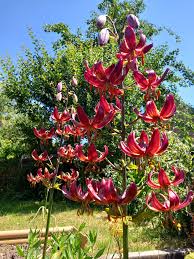 Attēlu rezultāti vaicājumam “Lilium martagon bud”