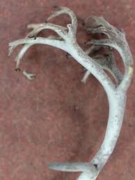 Attēlu rezultāti vaicājumam “Cladonia rangiferina”