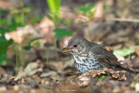 Attēlu rezultāti vaicājumam “Turdus philomelos juvenile”