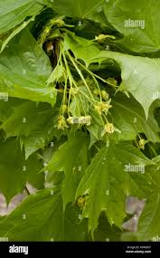 Attēlu rezultāti vaicājumam “Acer platanoides fruit”