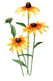 Attēlu rezultāti vaicājumam “Rudbeckia hirta var. hirta leaf”