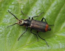 Attēlu rezultāti vaicājumam “Malachius bipustulatus”