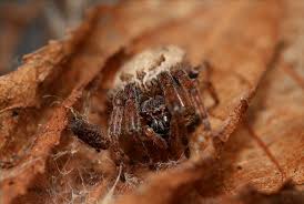 Attēlu rezultāti vaicājumam “Larinioides cornutus”