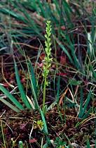 Attēlu rezultāti vaicājumam “Hammarbya paludosa flower”