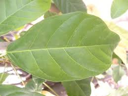 Attēlu rezultāti vaicājumam “Carya ovata leaf”