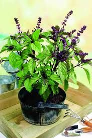 Image result for Ocimum basilicum