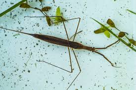 Attēlu rezultāti vaicājumam “Ranatra linearis”