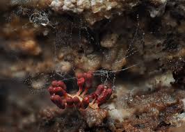 Attēlu rezultāti vaicājumam “Heterotrichia obvelata (syn. Arcyria obvelata) young”