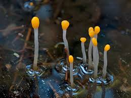 Attēlu rezultāti vaicājumam “Mitrula paludosa”