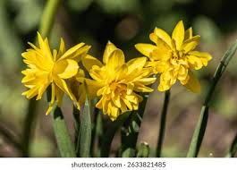 Attēlu rezultāti vaicājumam “Narcissus leaf”