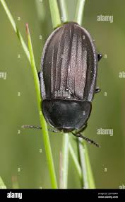 Attēlu rezultāti vaicājumam “Phosphuga atrata”