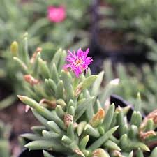 Attēlu rezultāti vaicājumam “Sedum sexangulare flower”