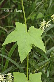 Attēlu rezultāti vaicājumam “Echinocystis lobata”