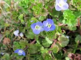 Attēlu rezultāti vaicājumam “Veronica persica leaf”