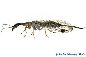 Attēlu rezultāti vaicājumam “Raphidioptera imago”