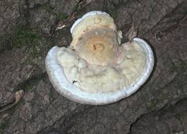 Attēlu rezultāti vaicājumam “Trametes gibbosa”