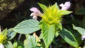 Attēlu rezultāti vaicājumam “Galeopsis bifida”