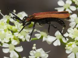Attēlu rezultāti vaicājumam “Lygistopterus sanguineus”