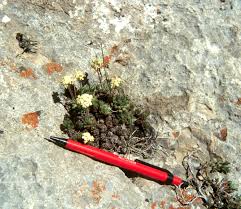 Attēlu rezultāti vaicājumam “Androsace septentrionalis fruit”