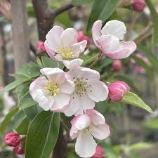 Attēlu rezultāti vaicājumam “Malus x zumi”