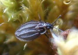 Attēlu rezultāti vaicājumam “Acalypta carinata”