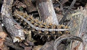 Attēlu rezultāti vaicājumam “Issoria lathonia underside”