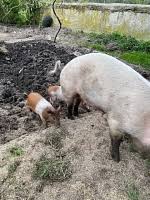 Image result for passivhaus schkortitz