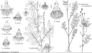 Attēlu rezultāti vaicājumam “Poterium sanguisorba”