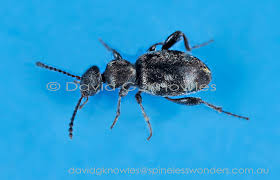 Attēlu rezultāti vaicājumam “Anthicidae”