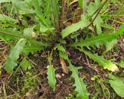 Attēlu rezultāti vaicājumam “Picris hieracioides”