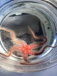 Attēlu rezultāti vaicājumam “Ophiotheca sp.”