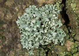 Attēlu rezultāti vaicājumam “Physcia adscendens”