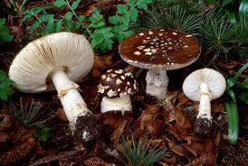 Attēlu rezultāti vaicājumam “Amanita pantherina”