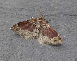 Attēlu rezultāti vaicājumam “Xanthorhoe spadicearia”