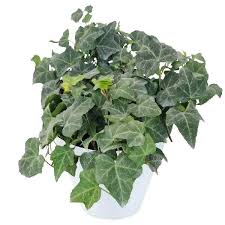 Attēlu rezultāti vaicājumam “Hedera helix  leaf”