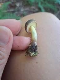 Attēlu rezultāti vaicājumam “Xerocomus chrysenteron”