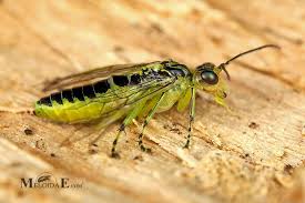 Attēlu rezultāti vaicājumam “Rhogogaster picta”