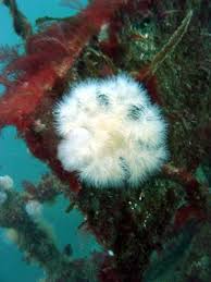 Image result for Looe Diving Club